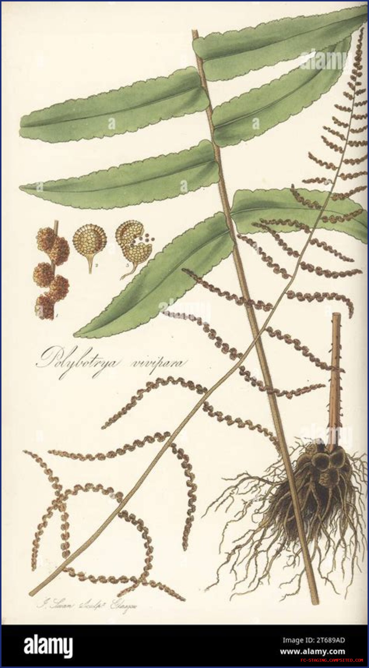 Learn About Jennie Salmon: The Renowned Scottish Botanist